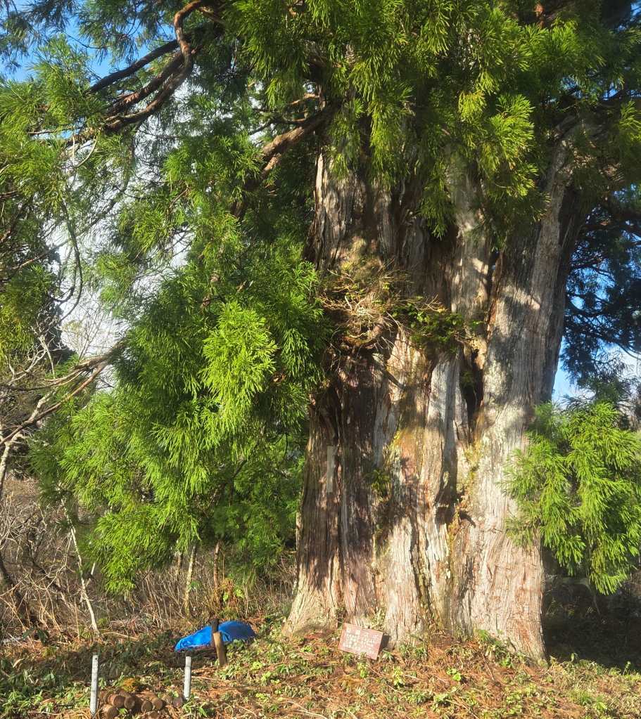 Ancient Tateyama Cedar