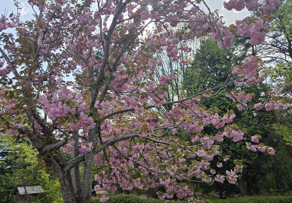 Cherry blossom