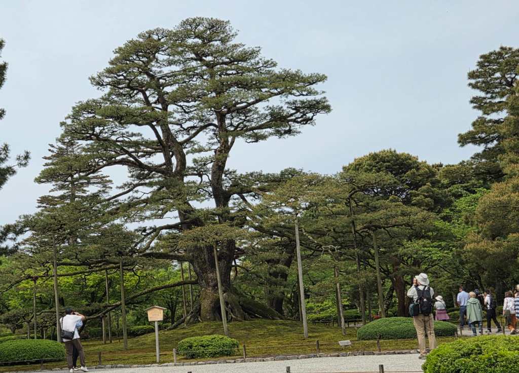 Neagari Pine