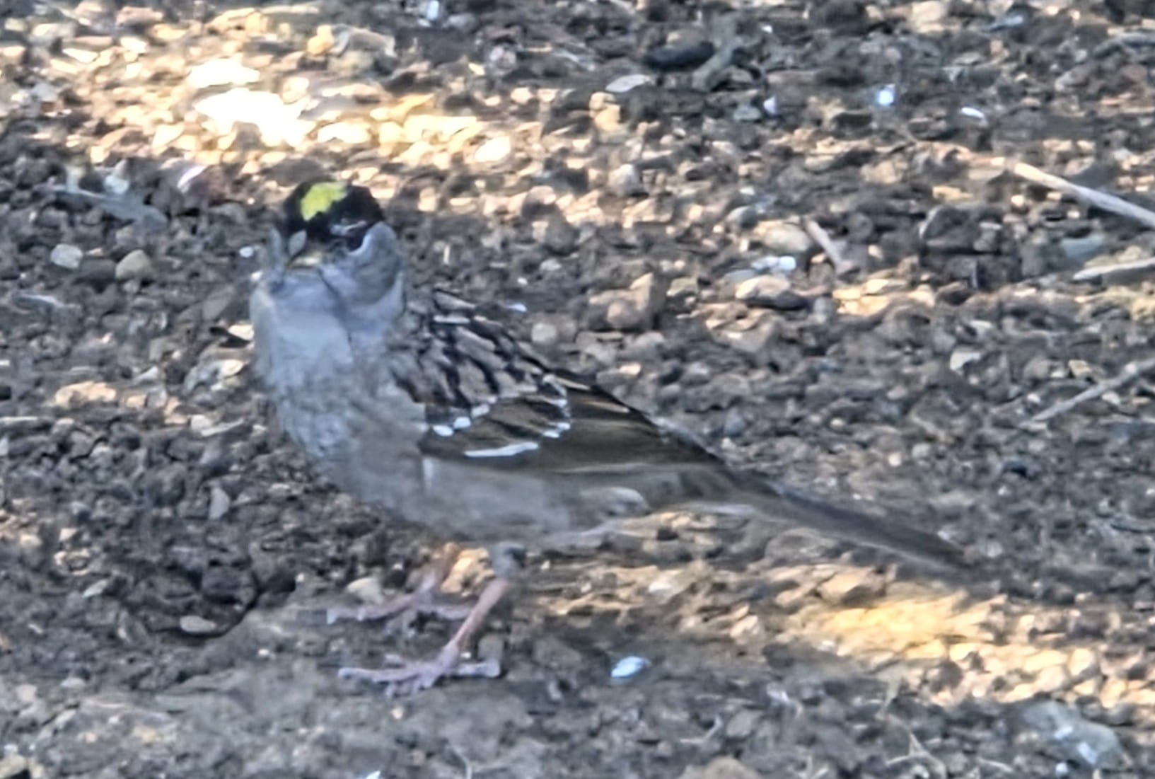 Golden-Crowned Sparrow