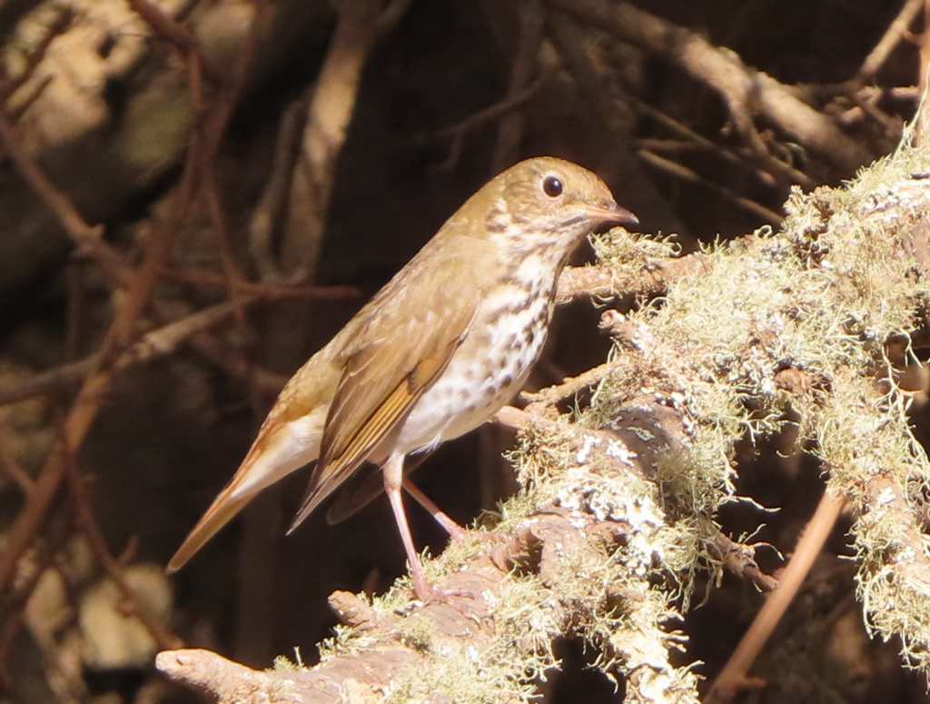 Hermit Thrush