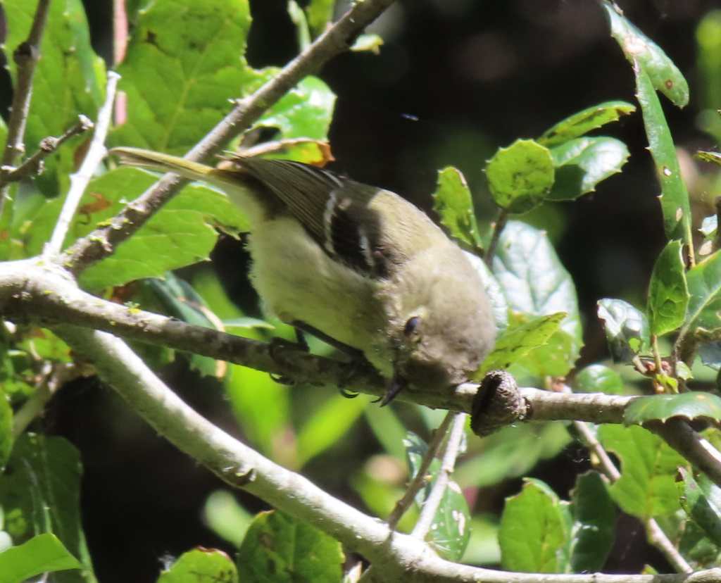 Hutton's Vireo