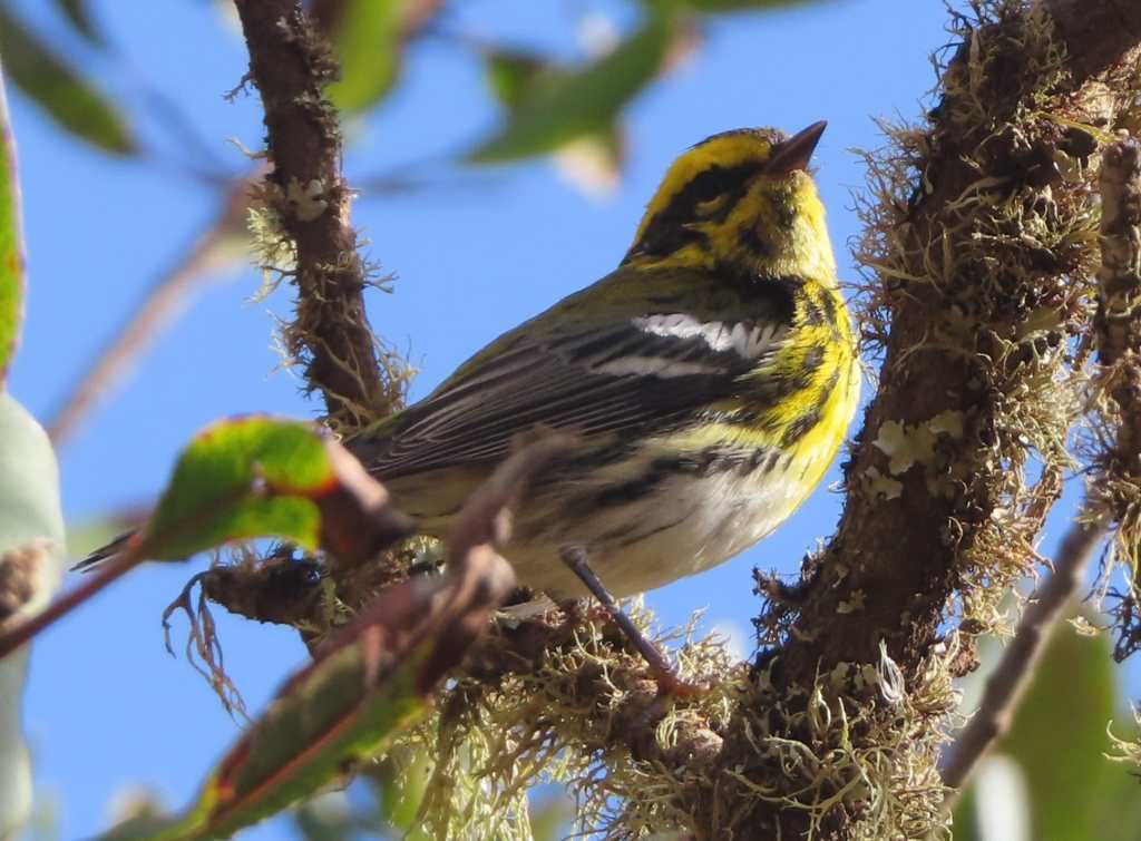 Townsend's Warbler