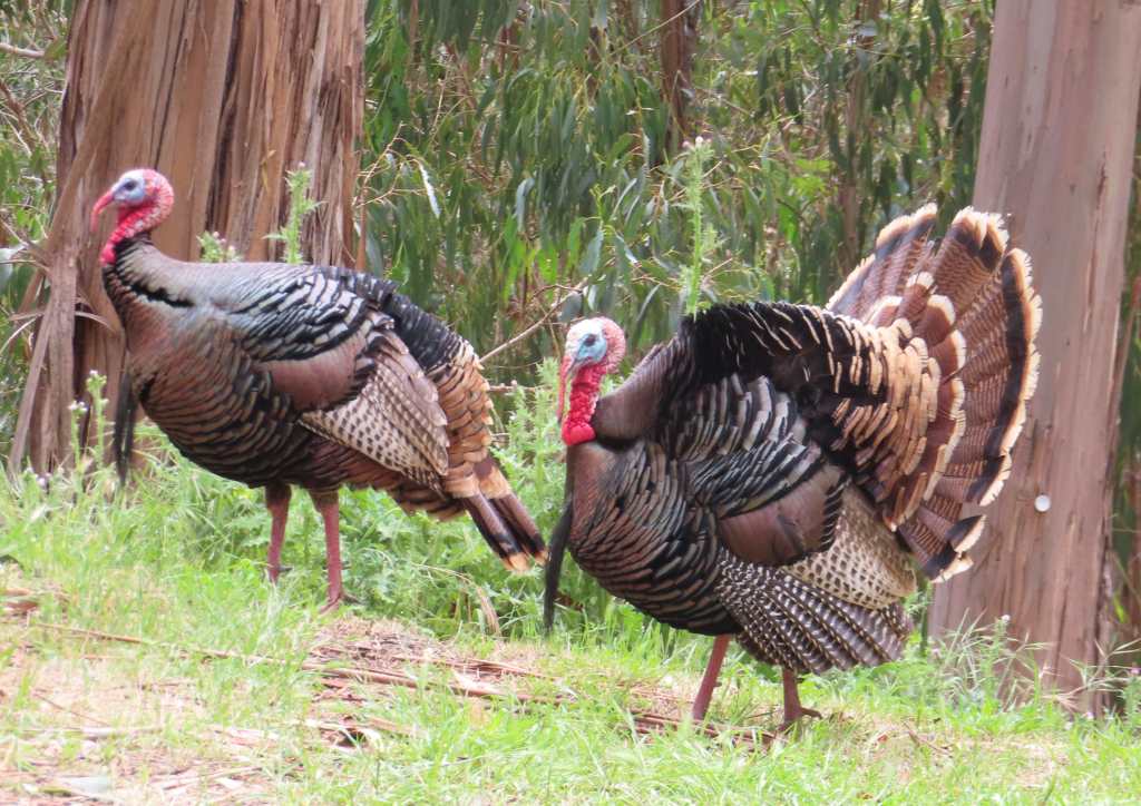 Wild Turkey