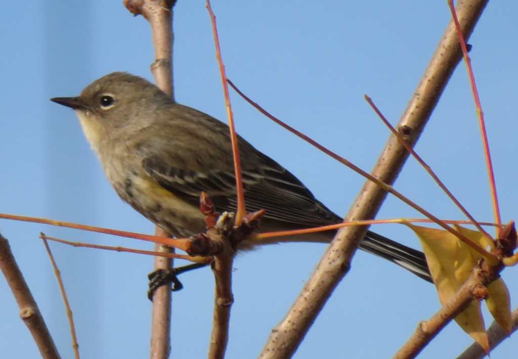 Yellow-Rumped Warbler