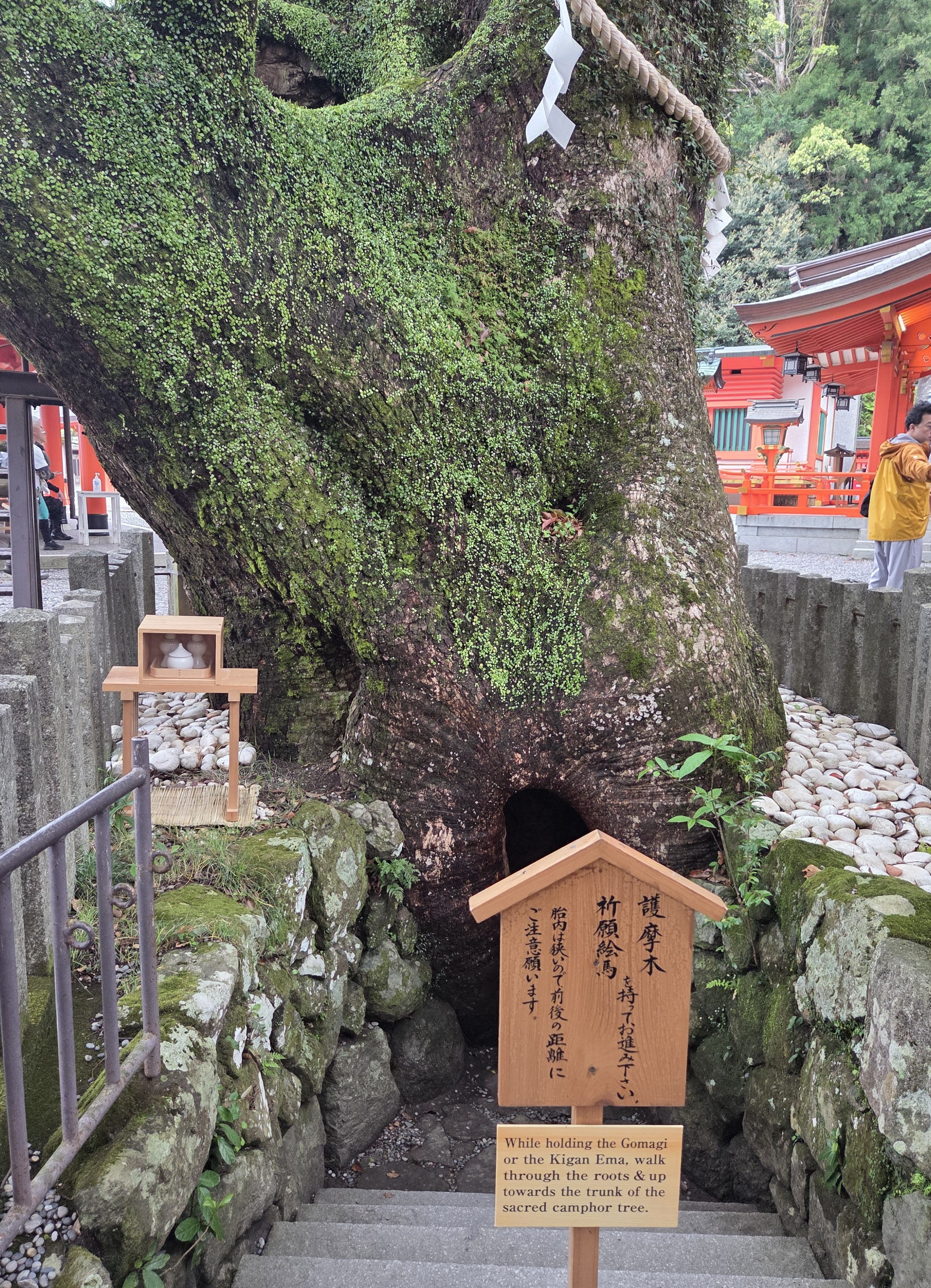 Ancient Tree Hole