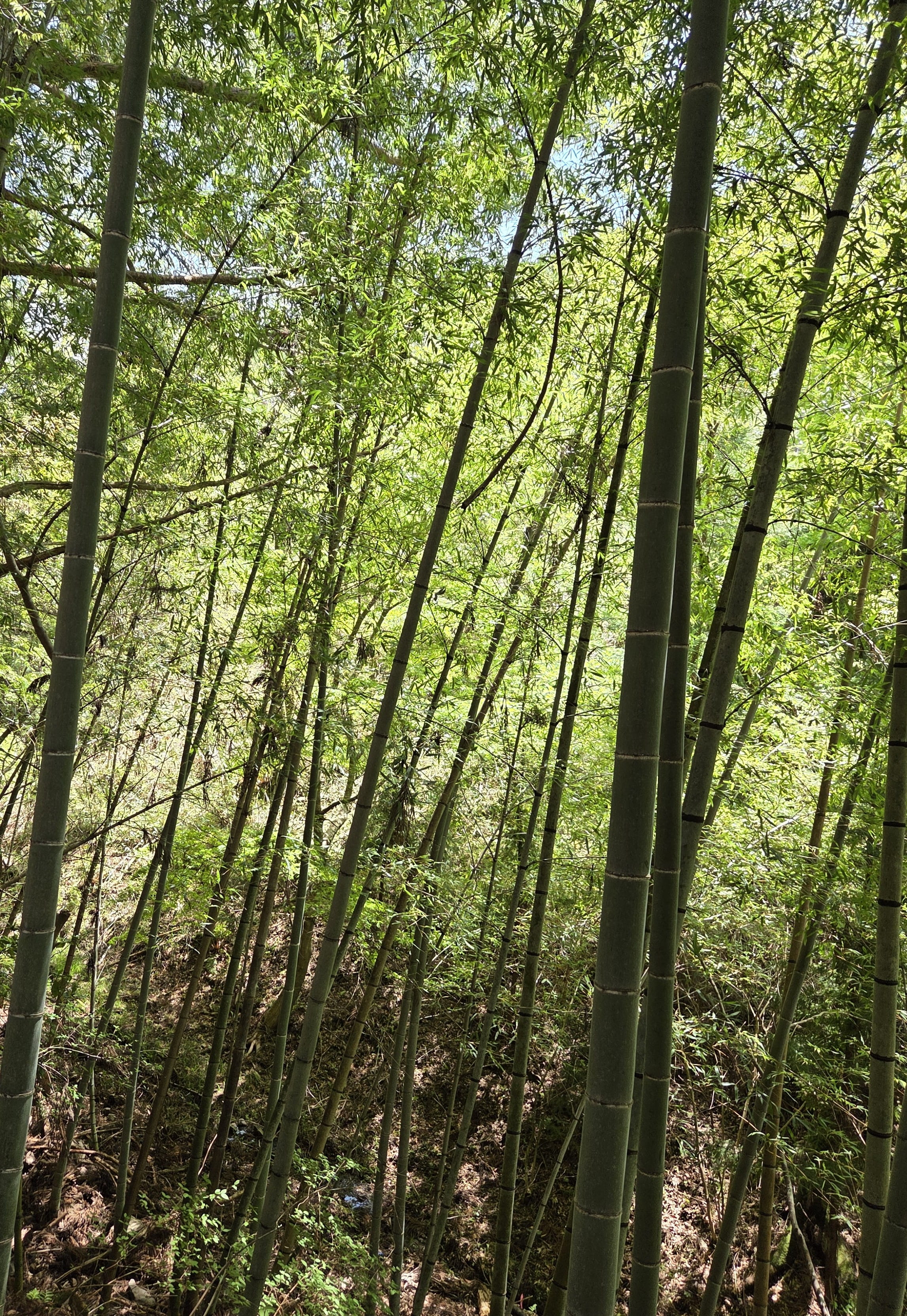 Bamboo Forest