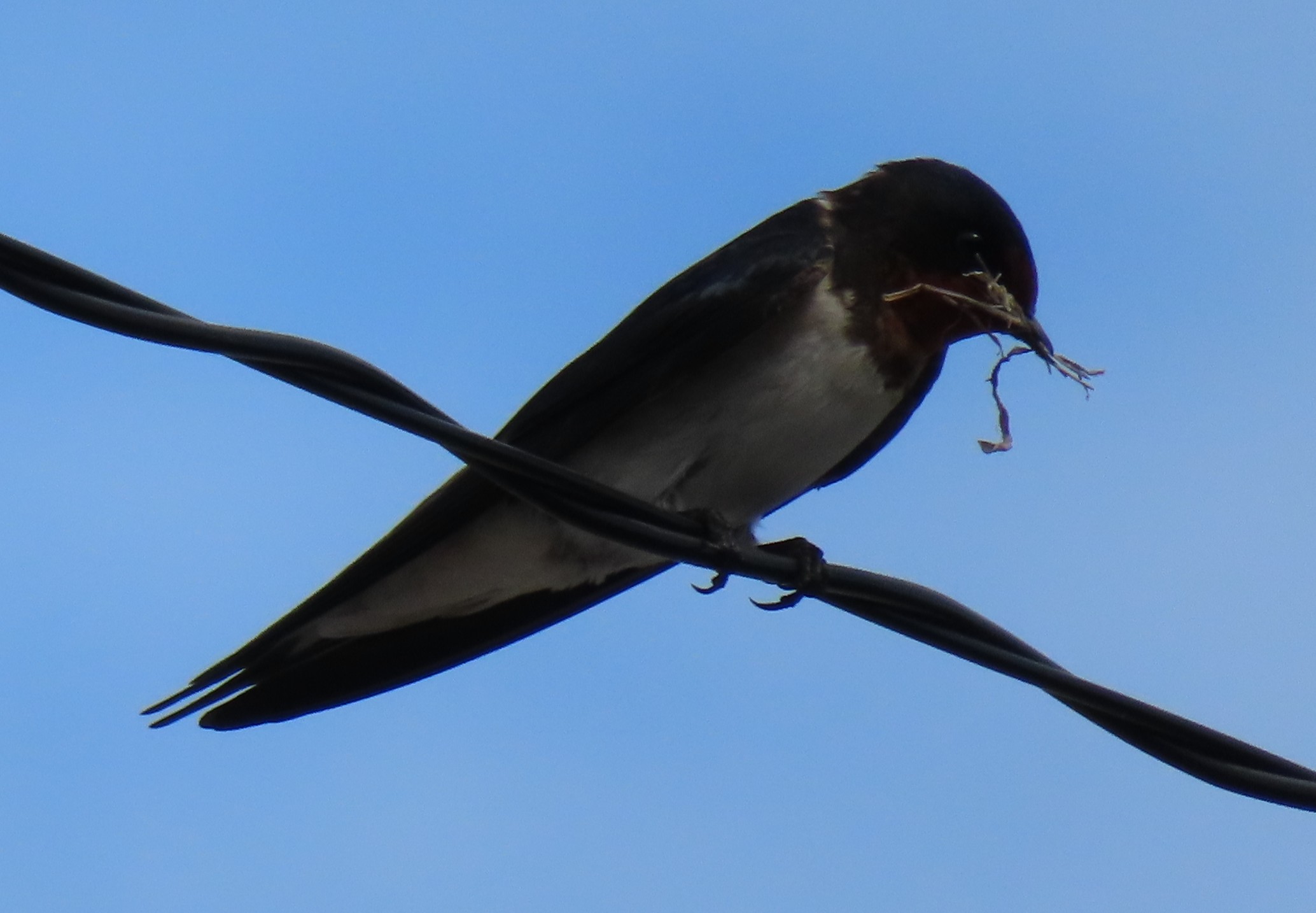 Barn Swallow