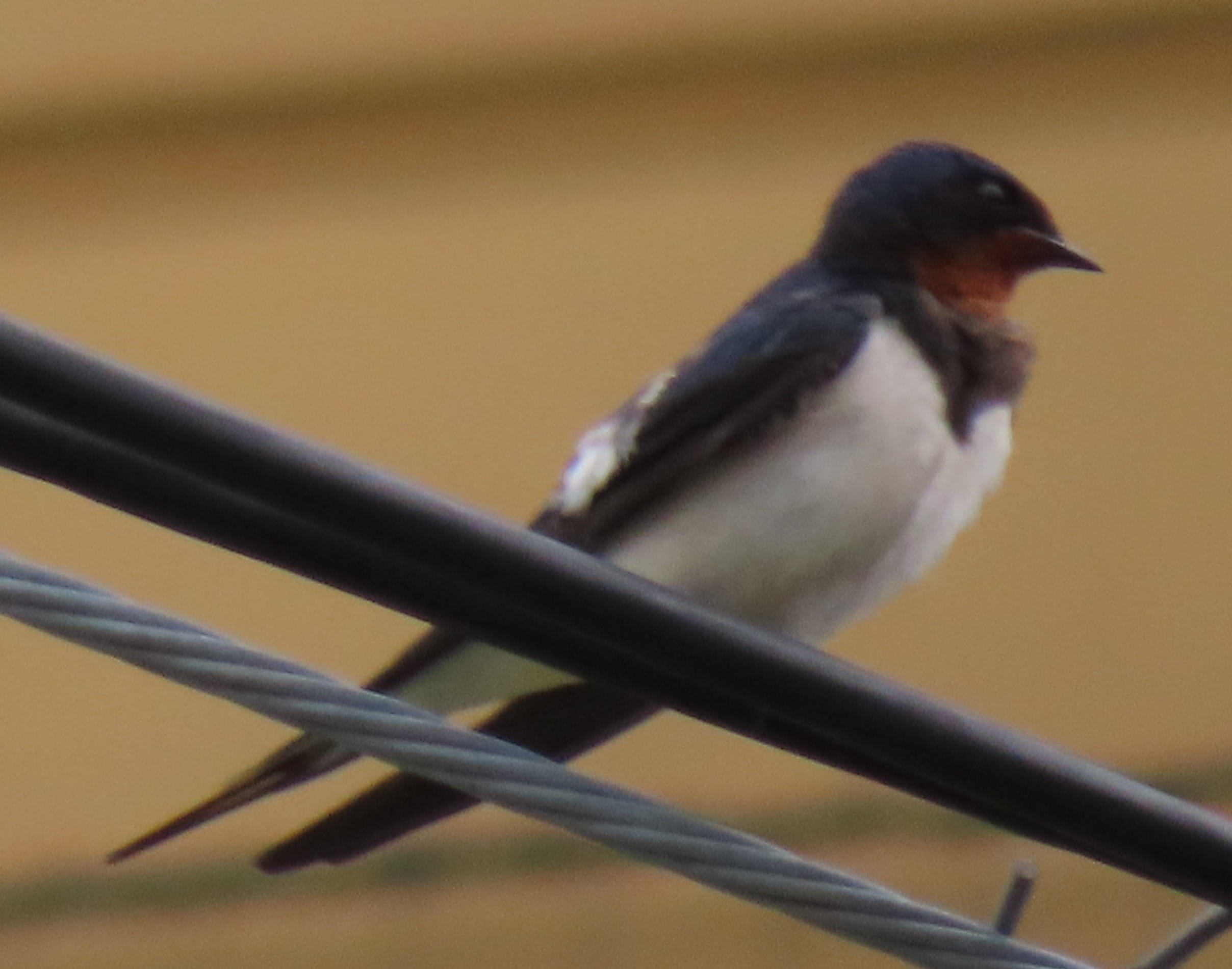Barn Swallow