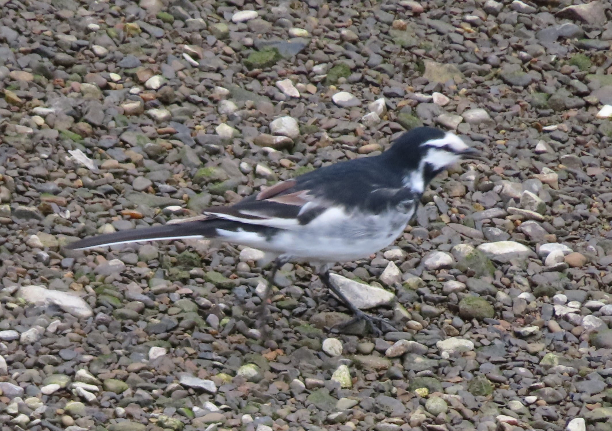 Japanese Wagtail