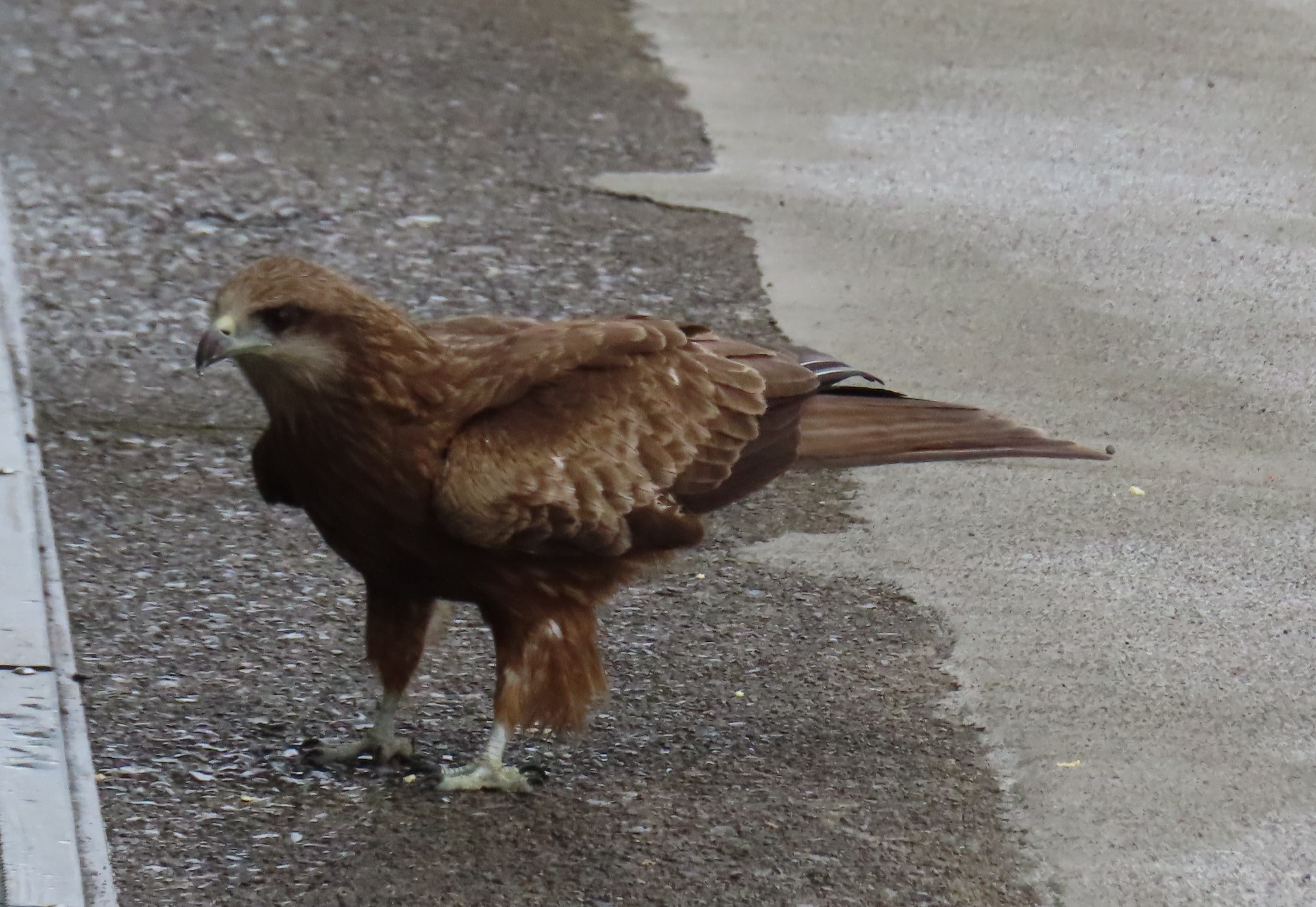 Black Kite