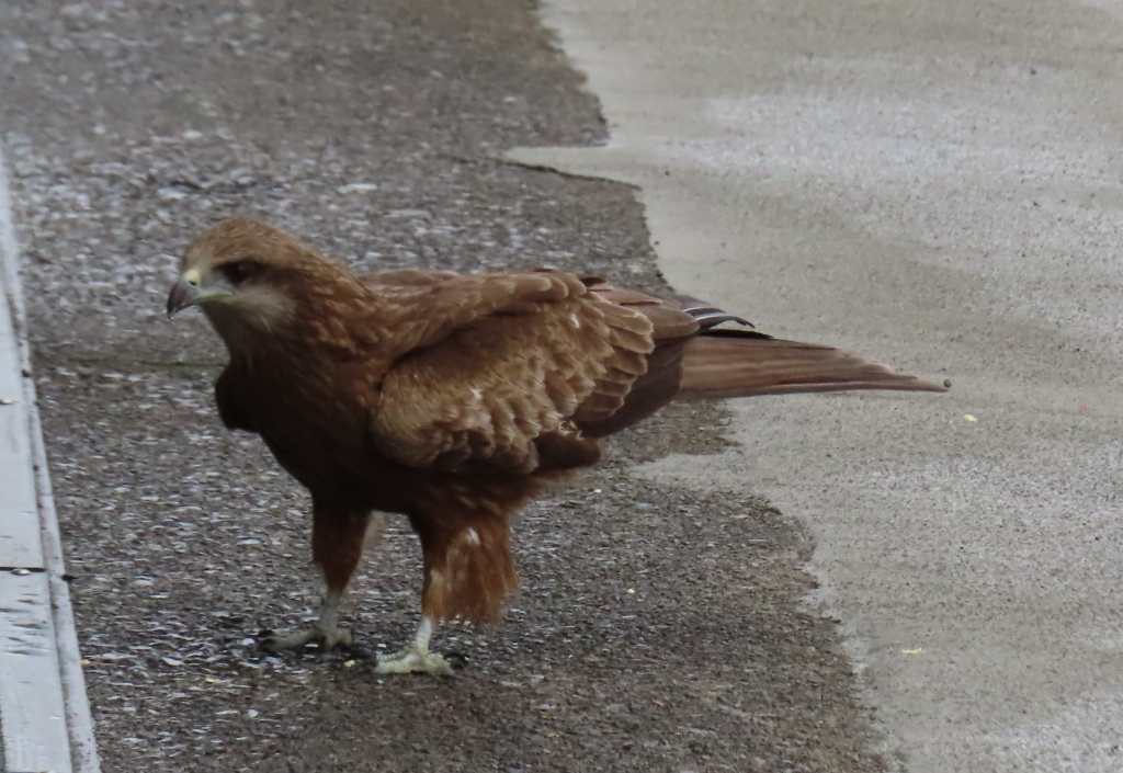 Black Kite