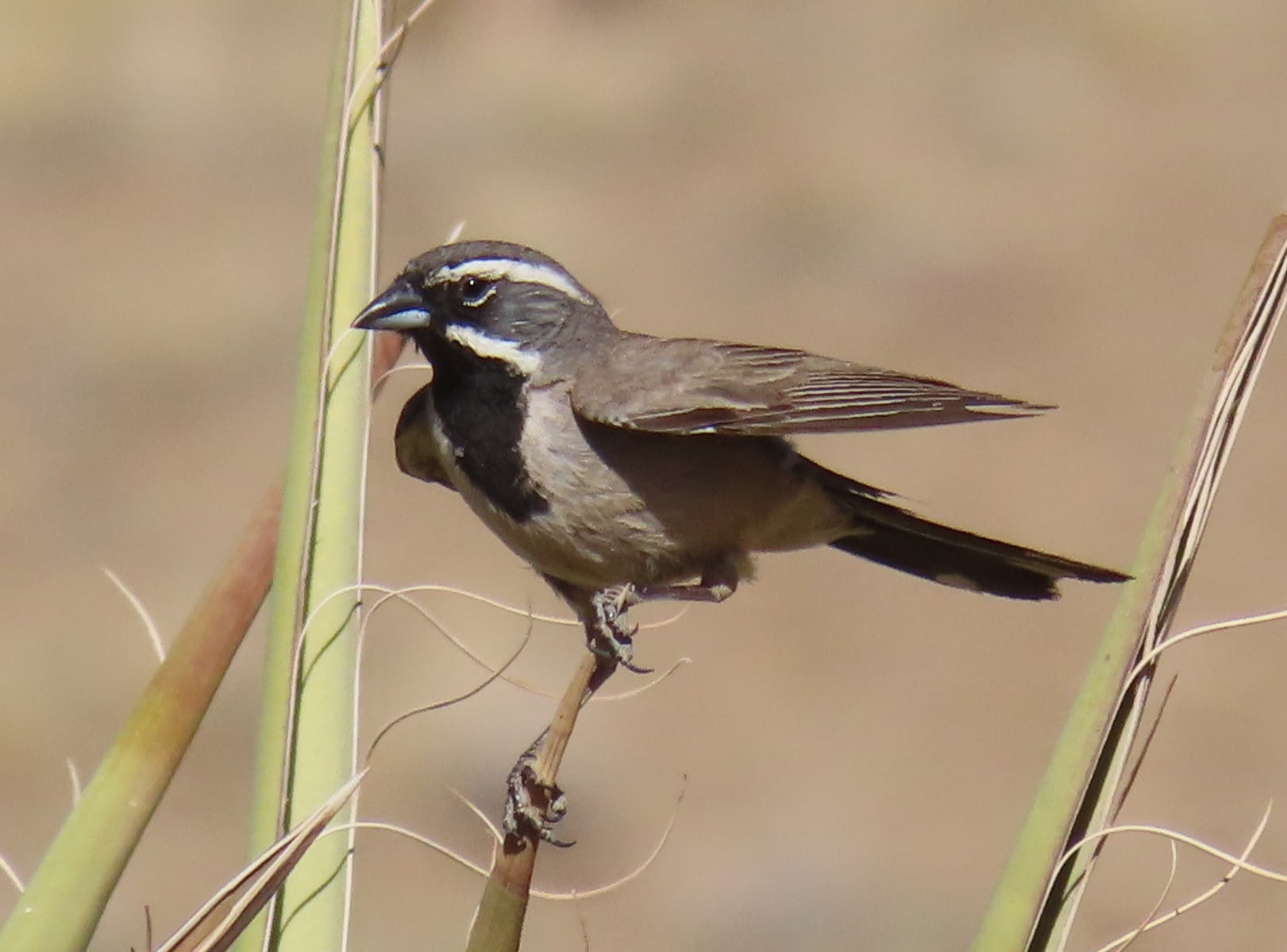 Black-Throated Sparrow