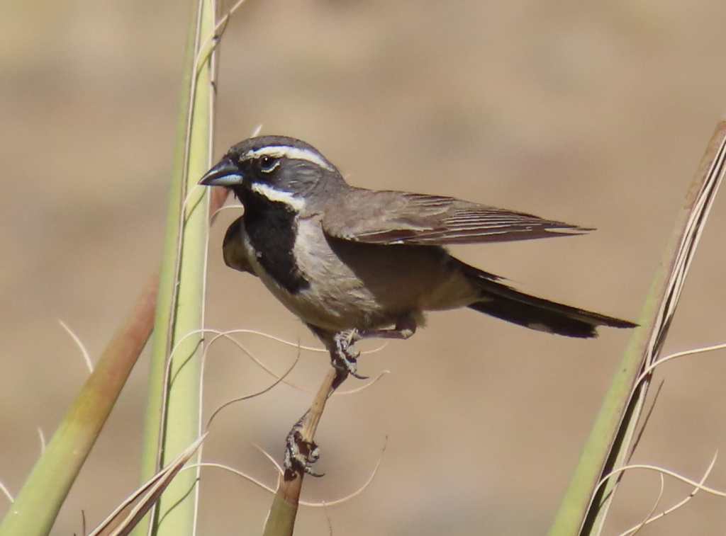 Black-Throated Sparrow