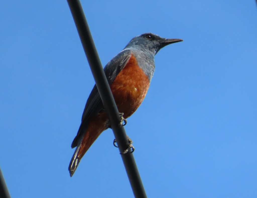 Blue Rock-Thrush