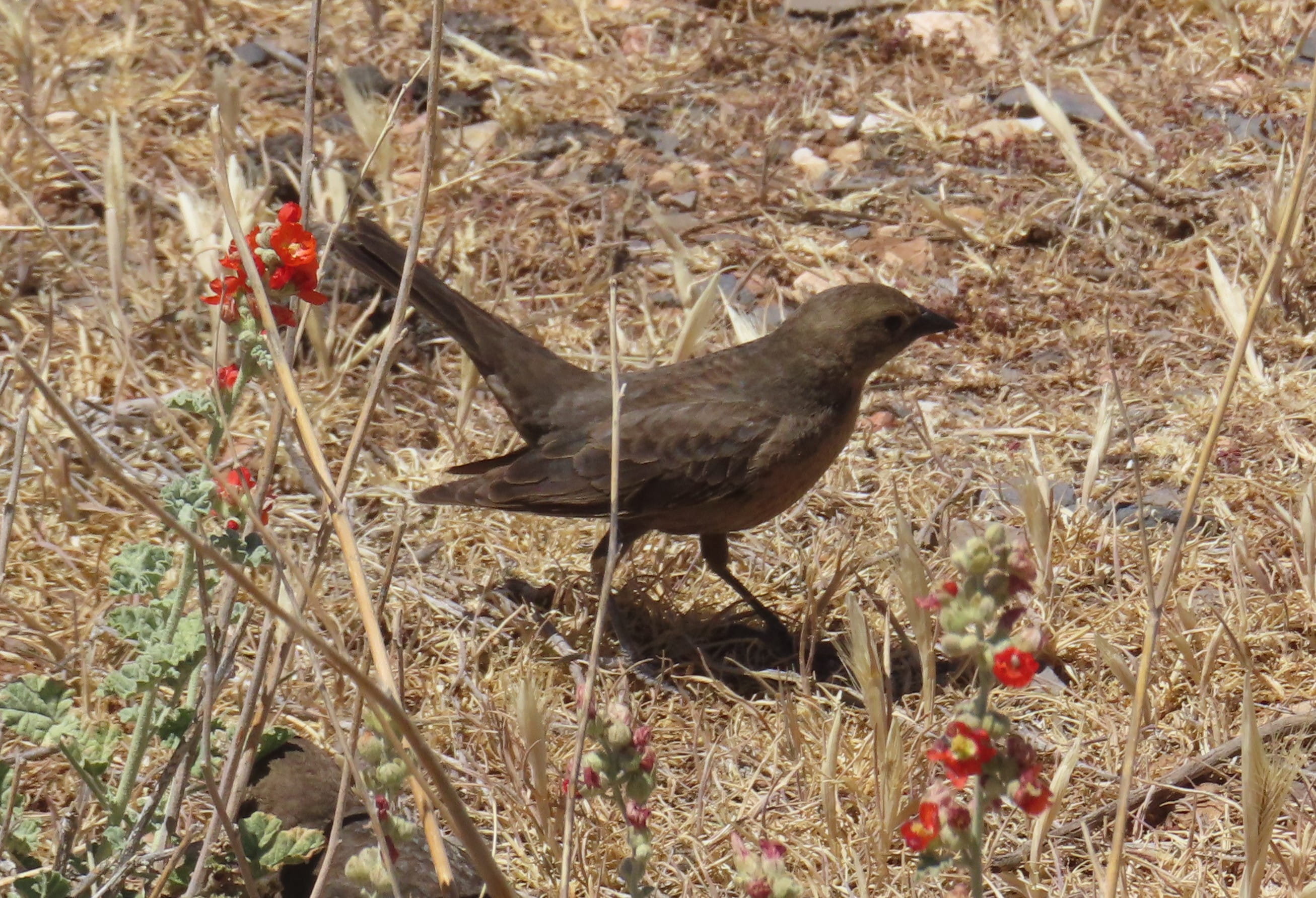 Brewer's Blackbird