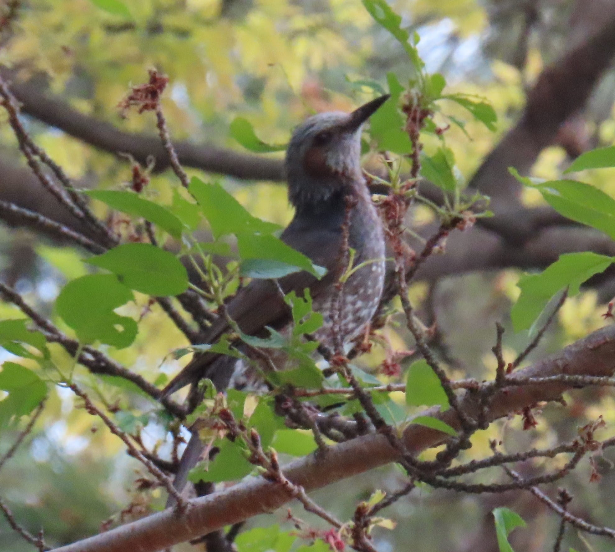Brown-eared Bulbul