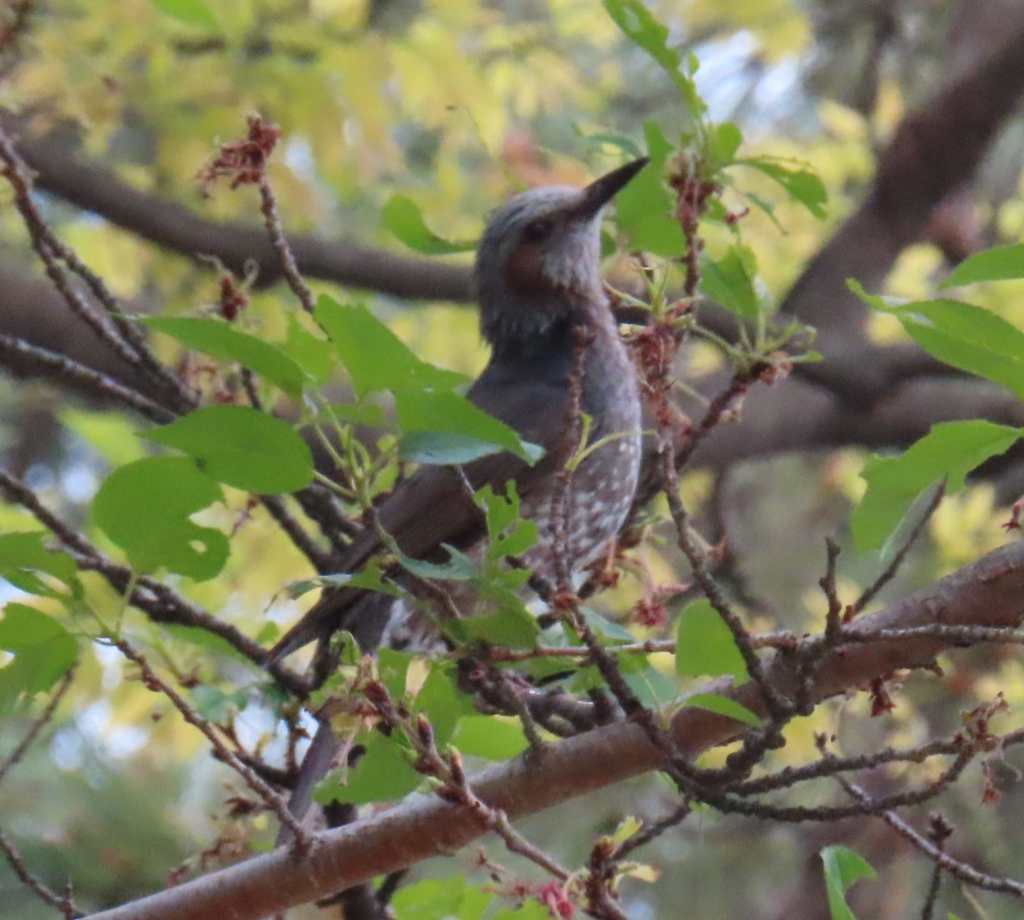 Brown-eared Bulbul