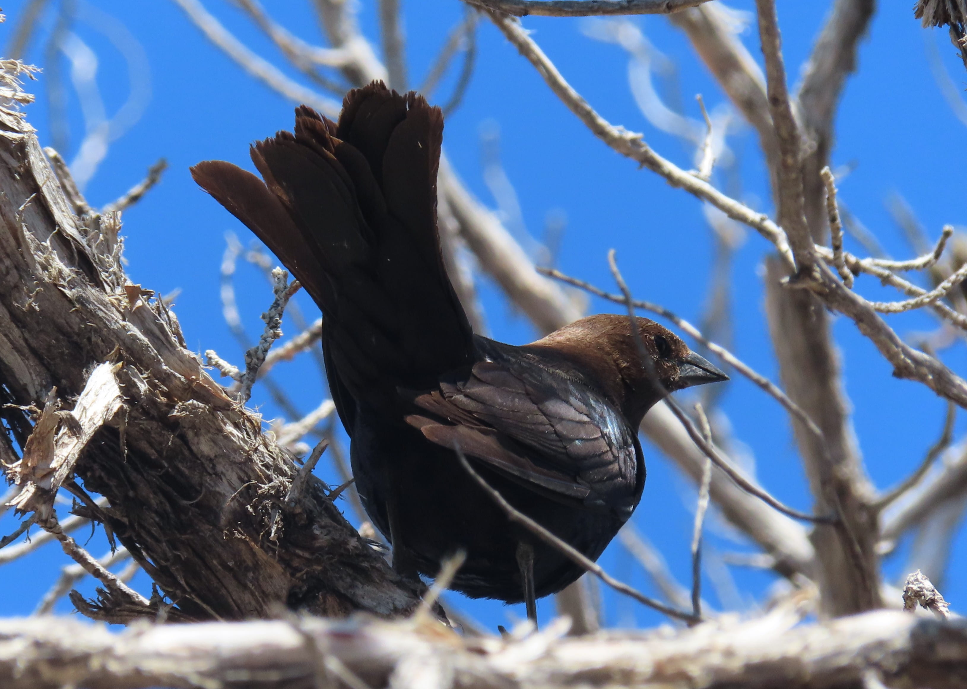 Brown-Headed Cowbird