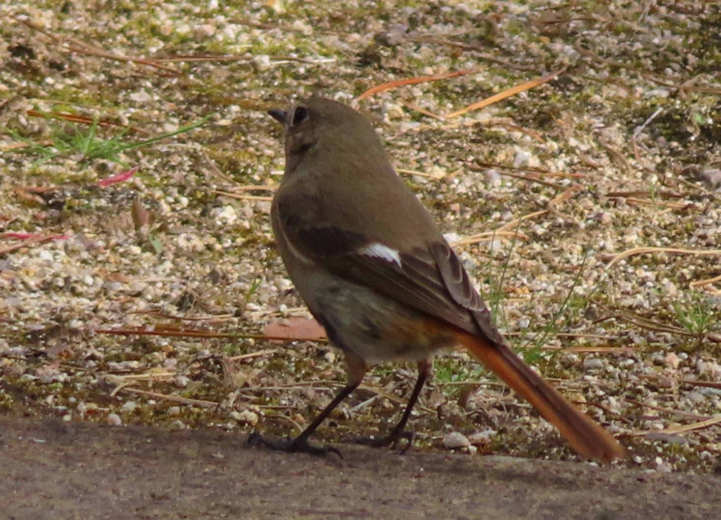 Daurian Redstart