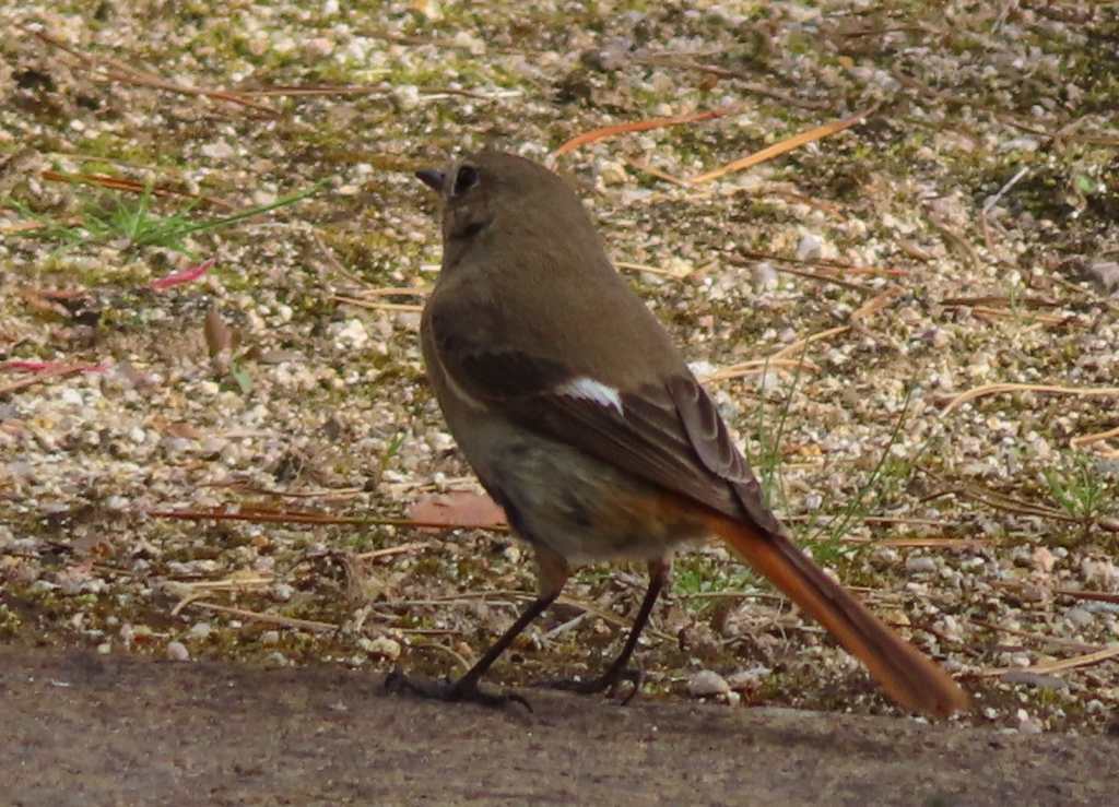 Daurian Redstart