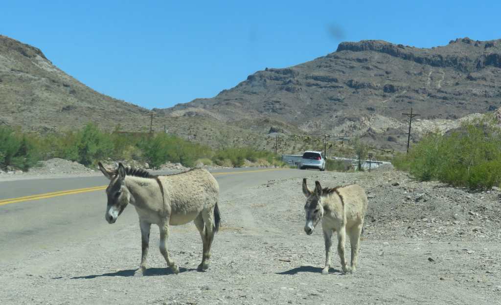 Donkeys on the Road