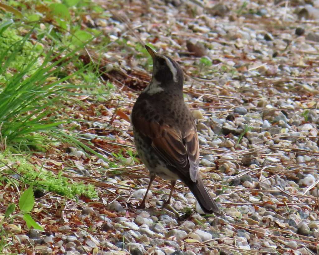 Dusky Thrush