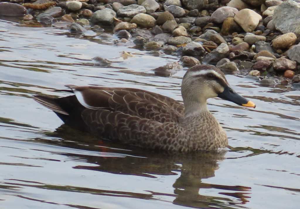 Eastern Spot-billed Duck