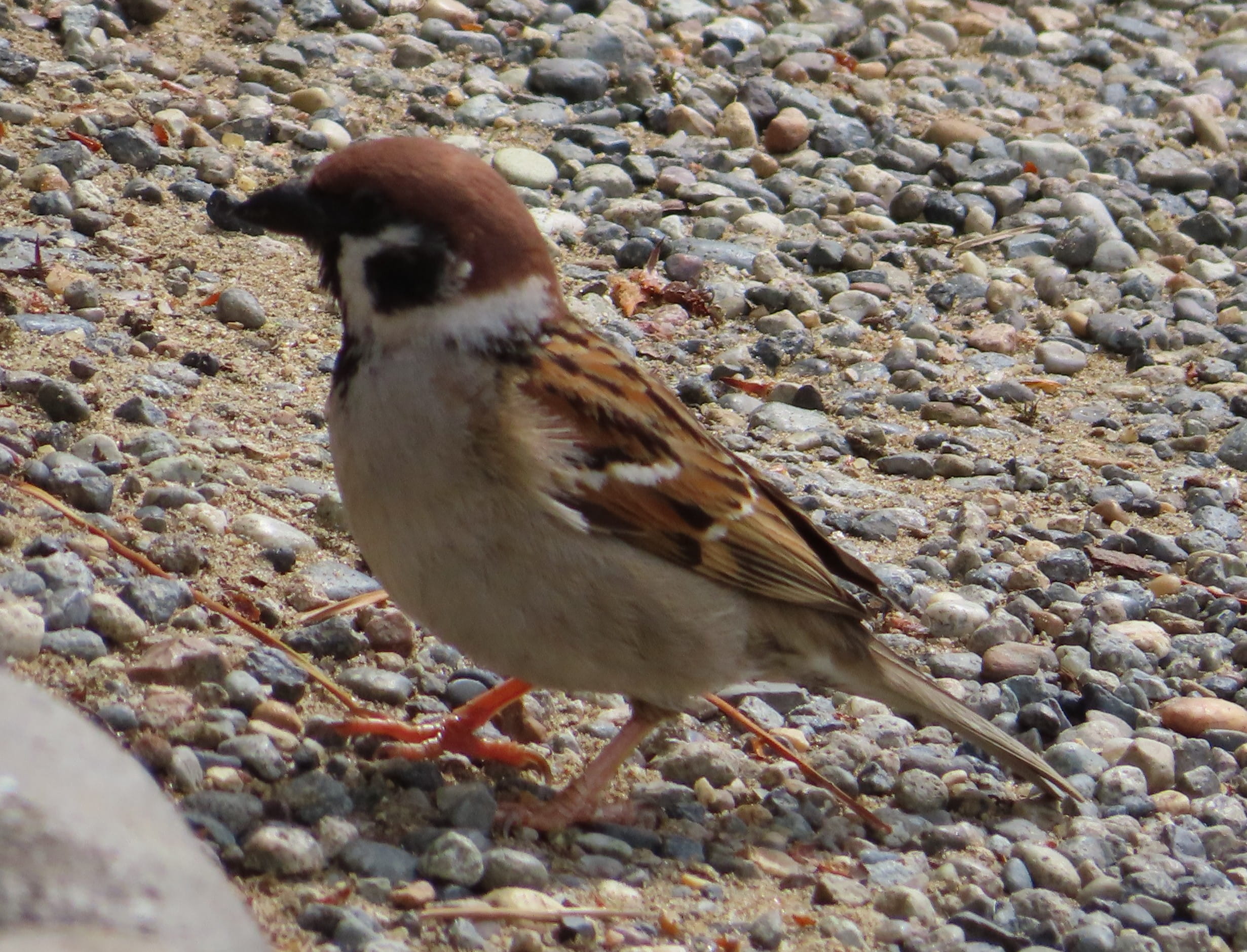 Eurasian Tree Sparrow