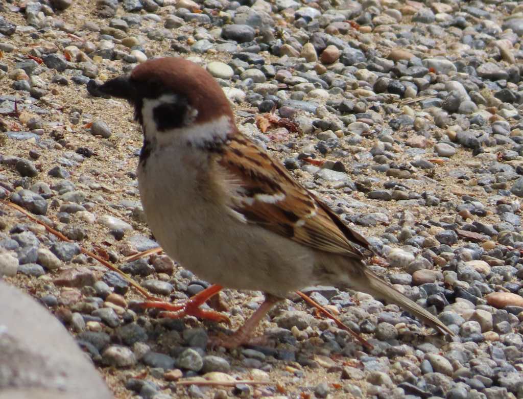 Eurasian Tree Sparrow