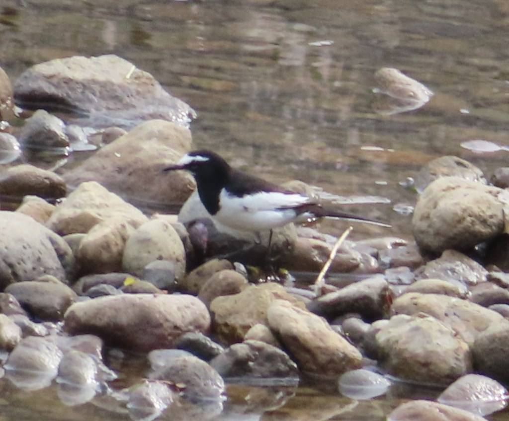 Japanese Wagtail