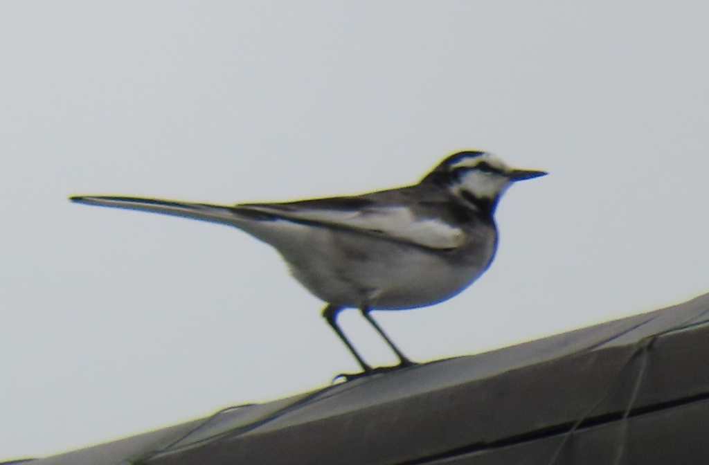 Japanese Wagtail