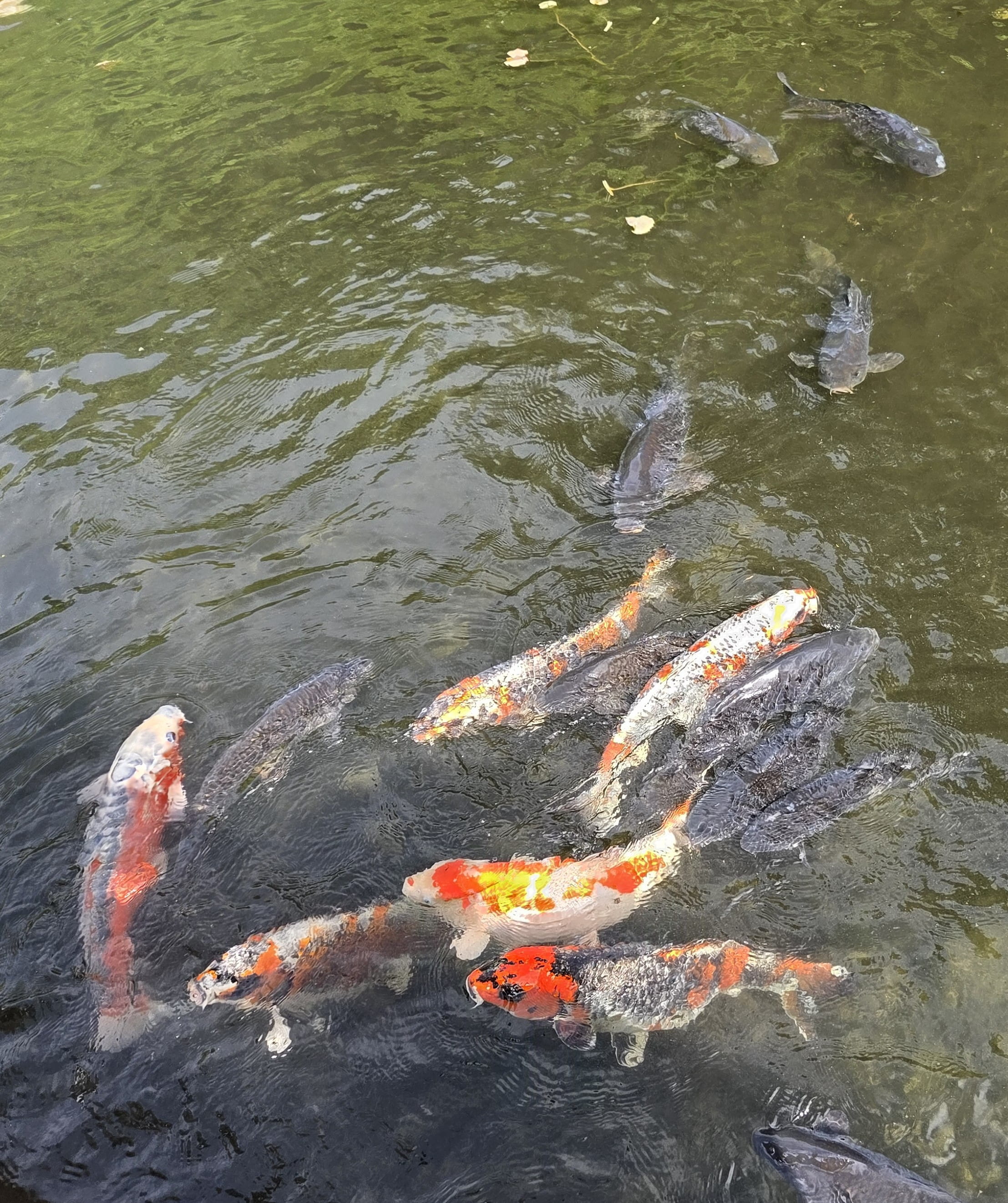 Koi Carp
