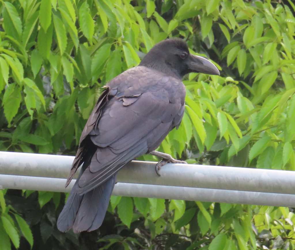 Large-Billed Crow