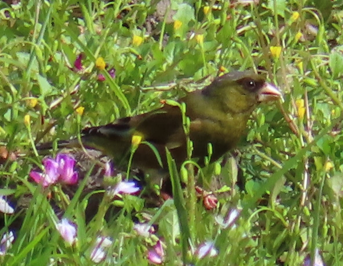 Oriental Greenfinch
