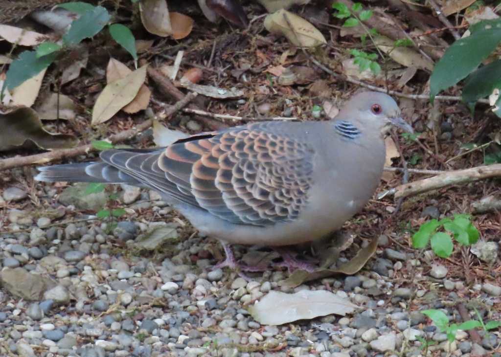 Oriental Turtle-Dove