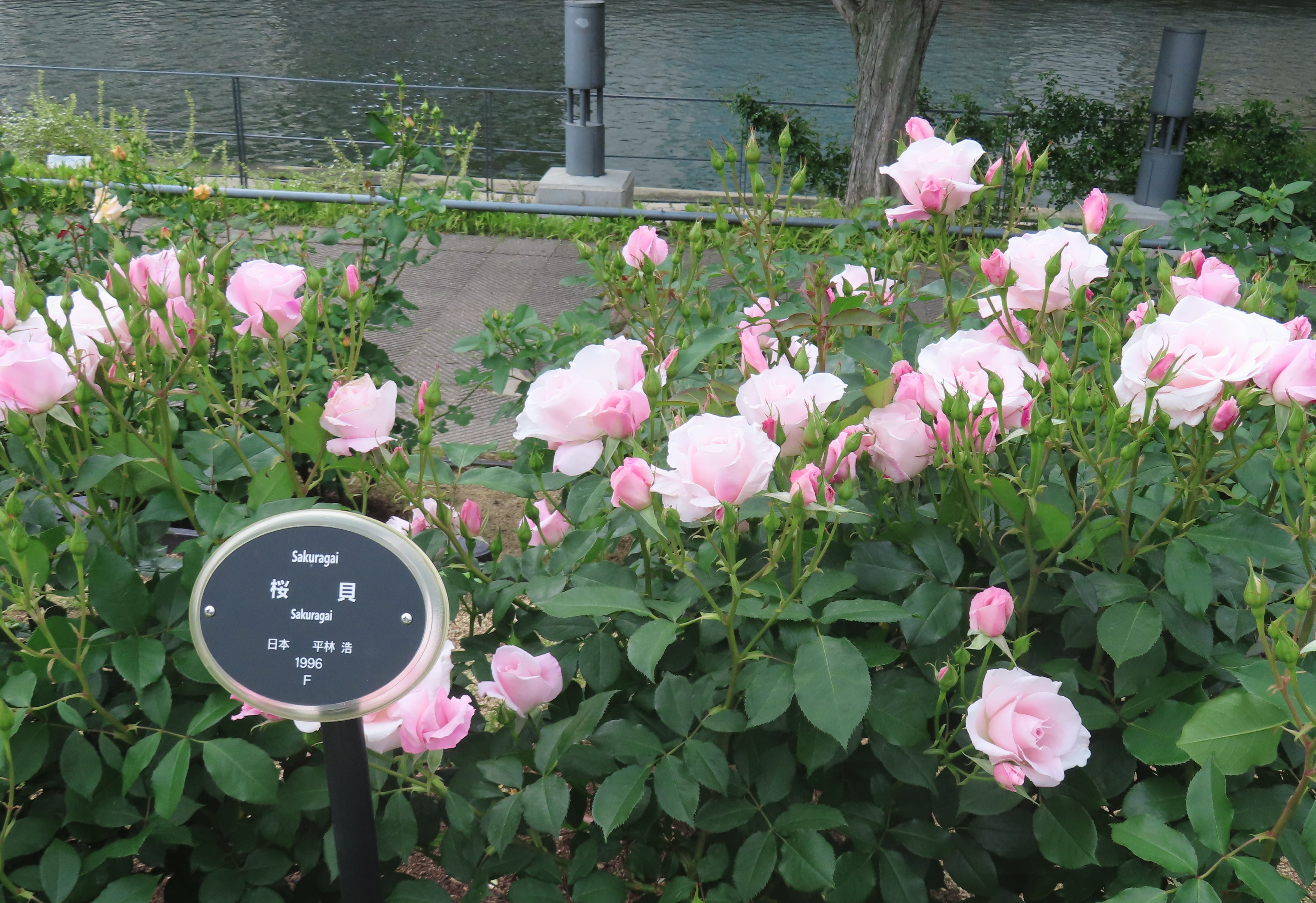 Pink Roses