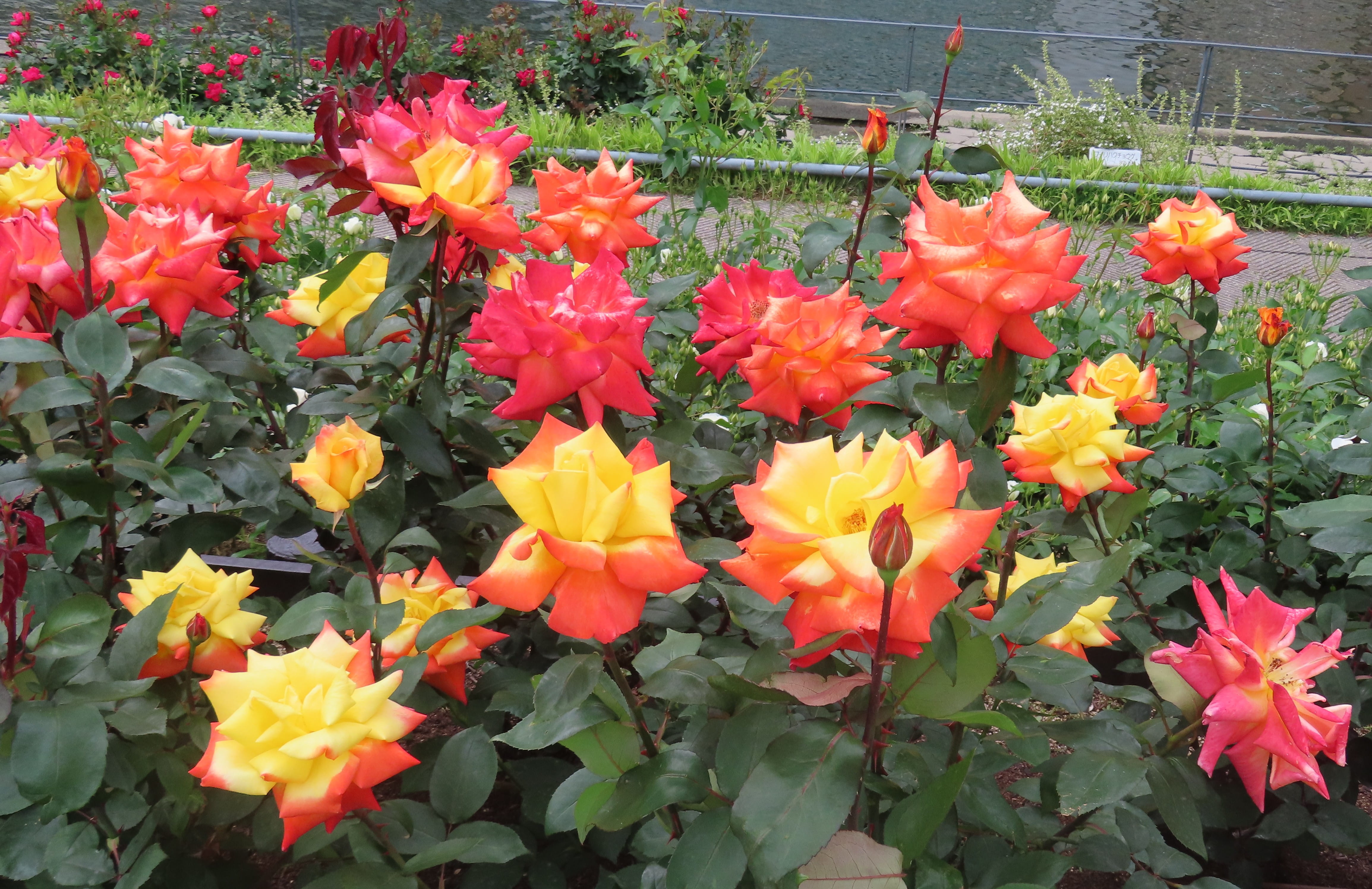 Multi-colored Roses