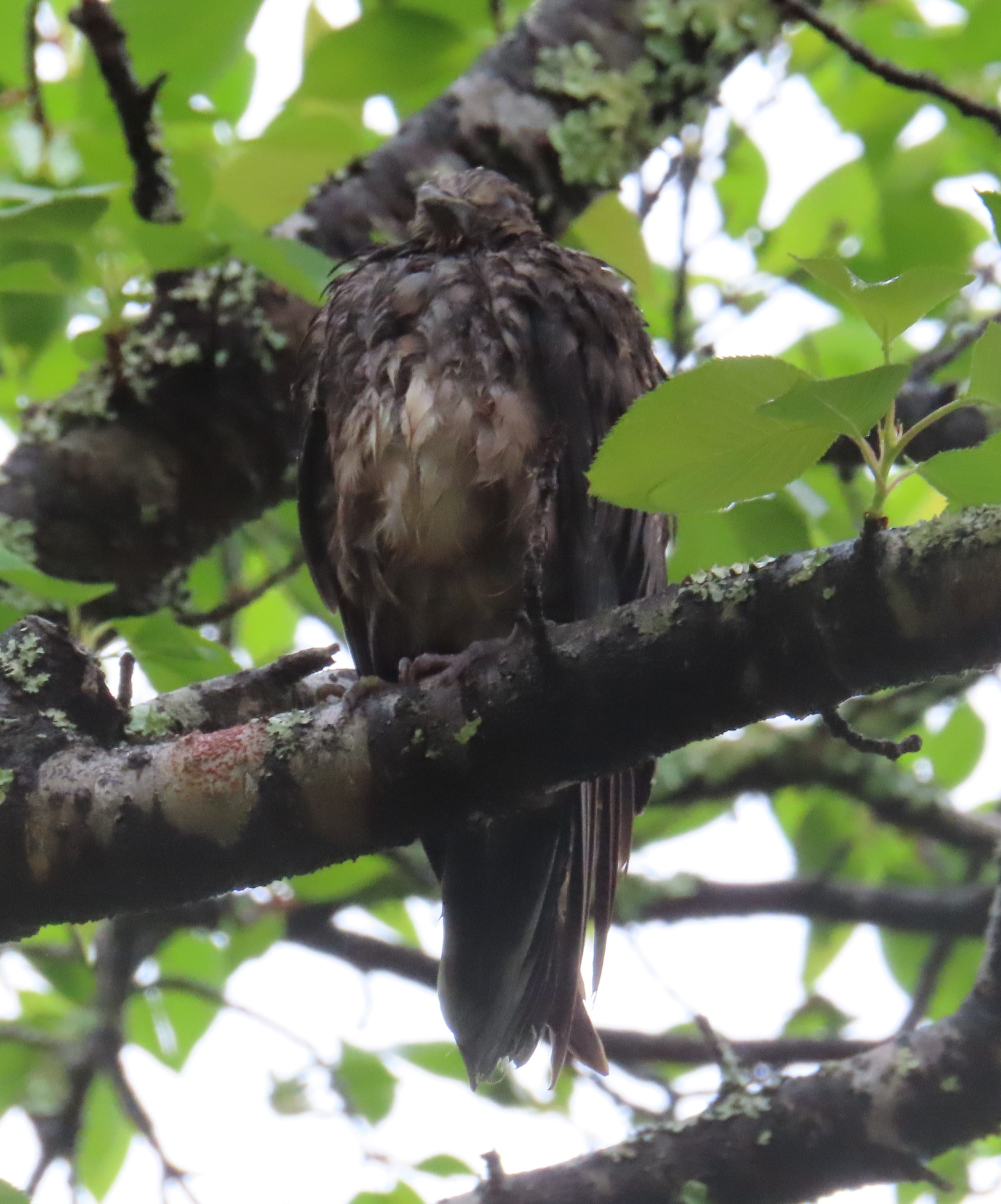 Wet Bird