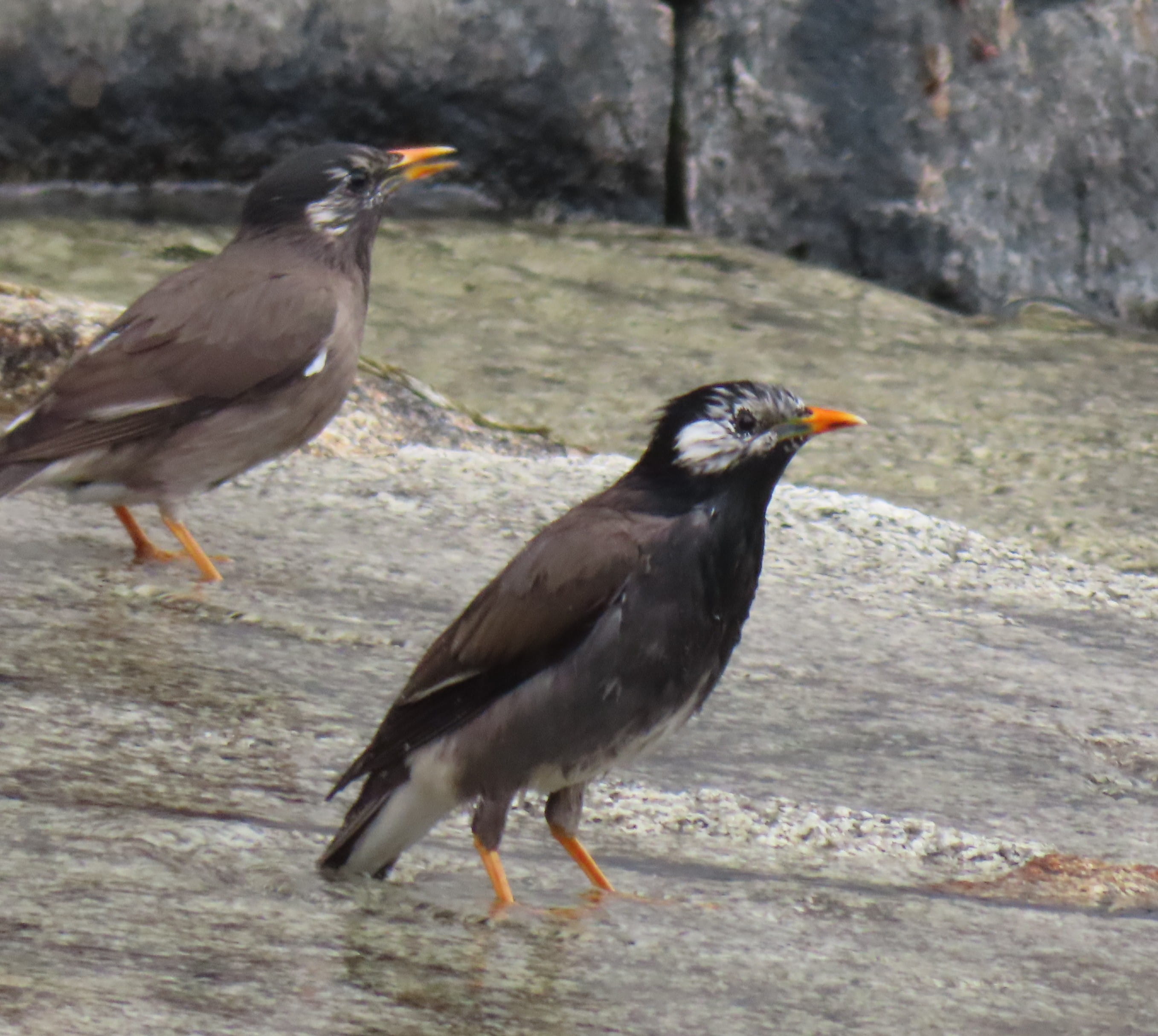 White-cheeked Starling