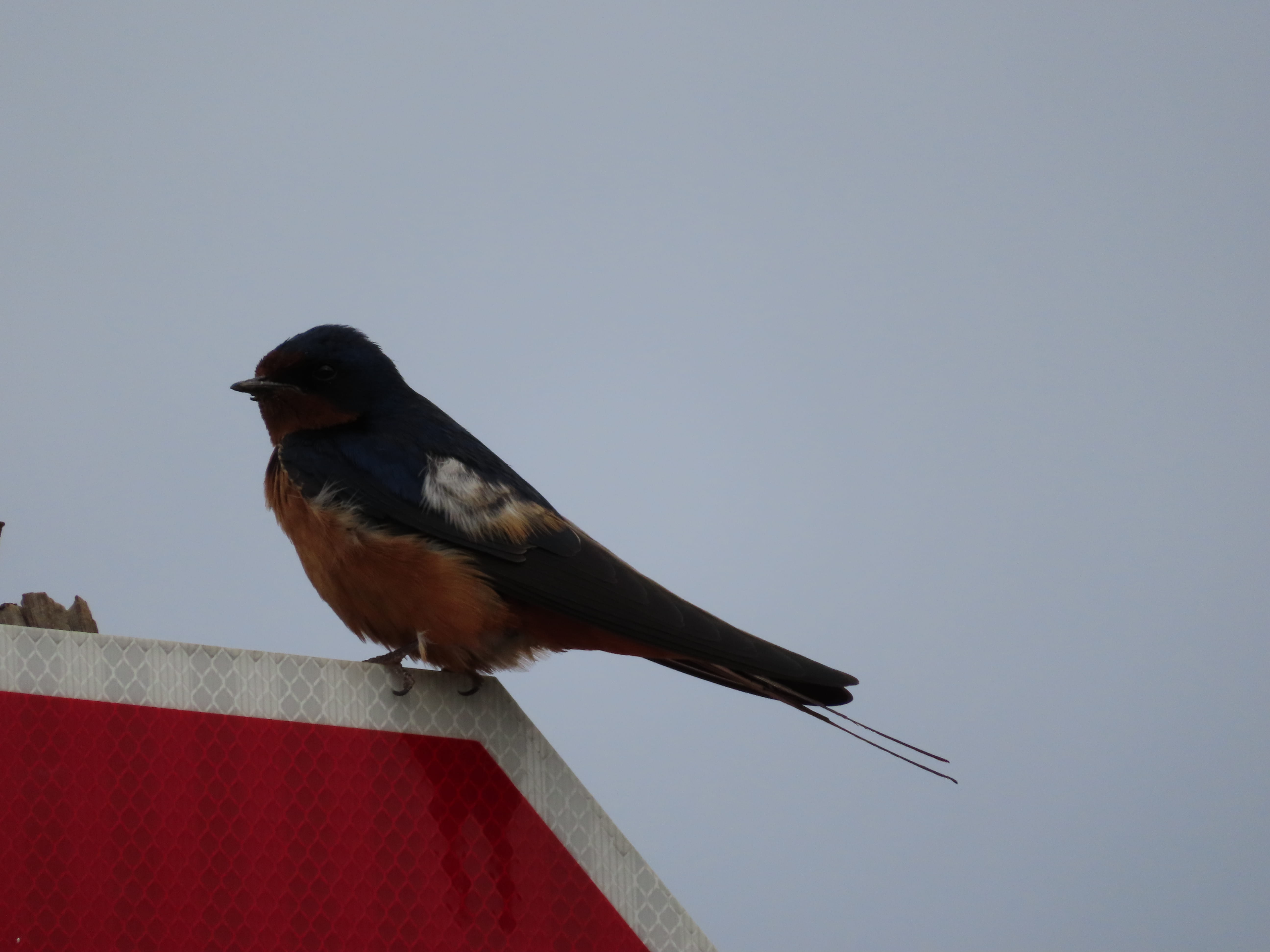 American Barn Swallow