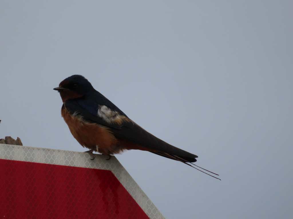 American Barn Swallow