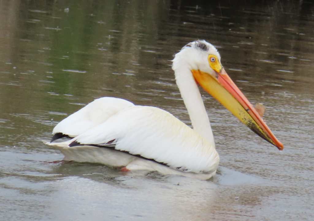 American White Pelican