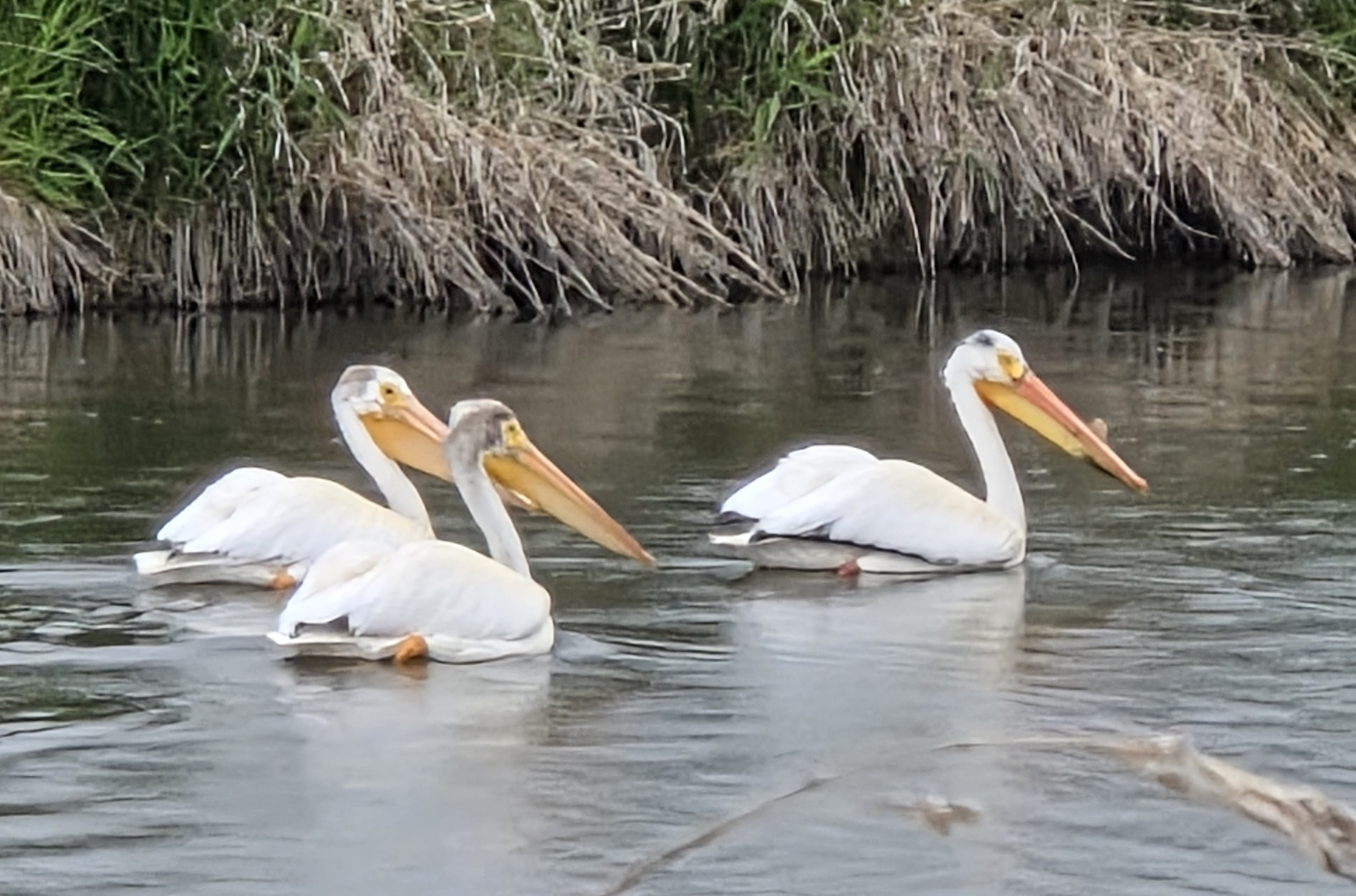 American White Pelicans