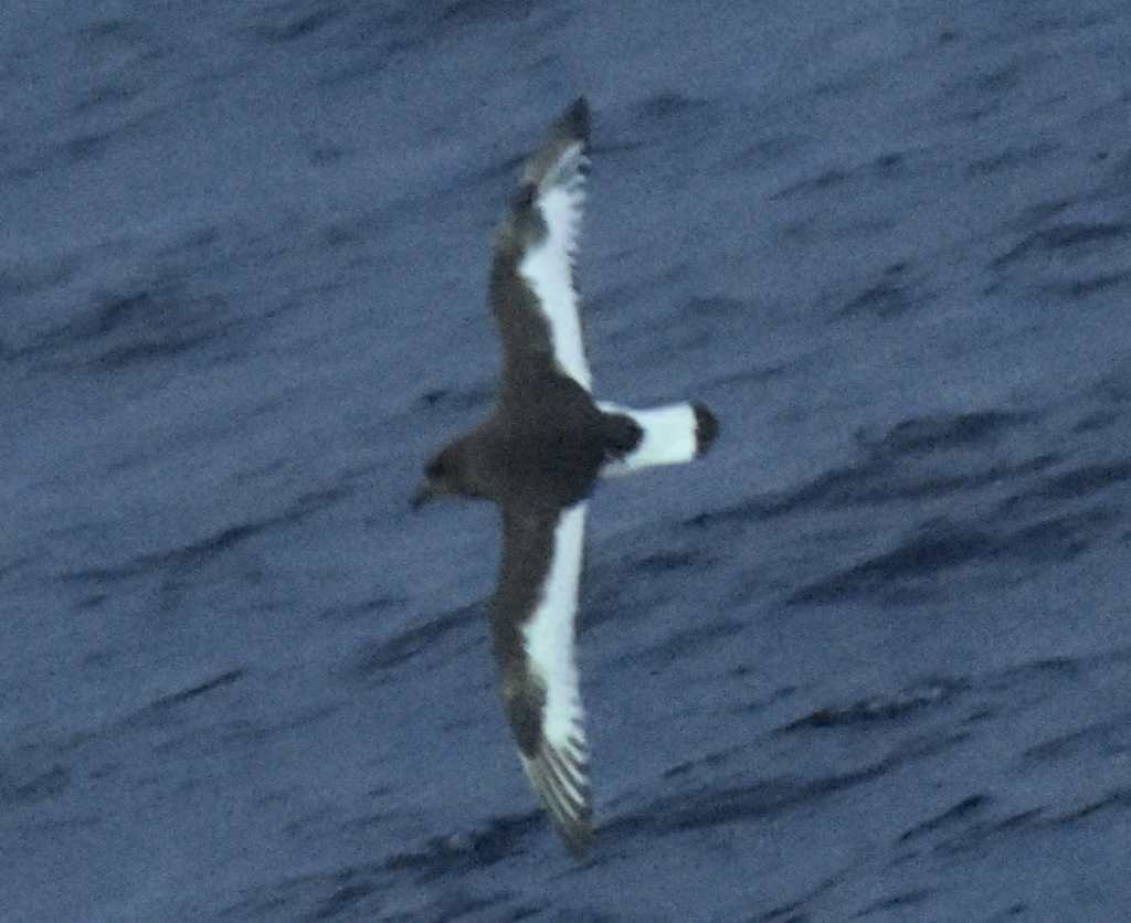 Antarctic Petrel (courtesy of Sister)