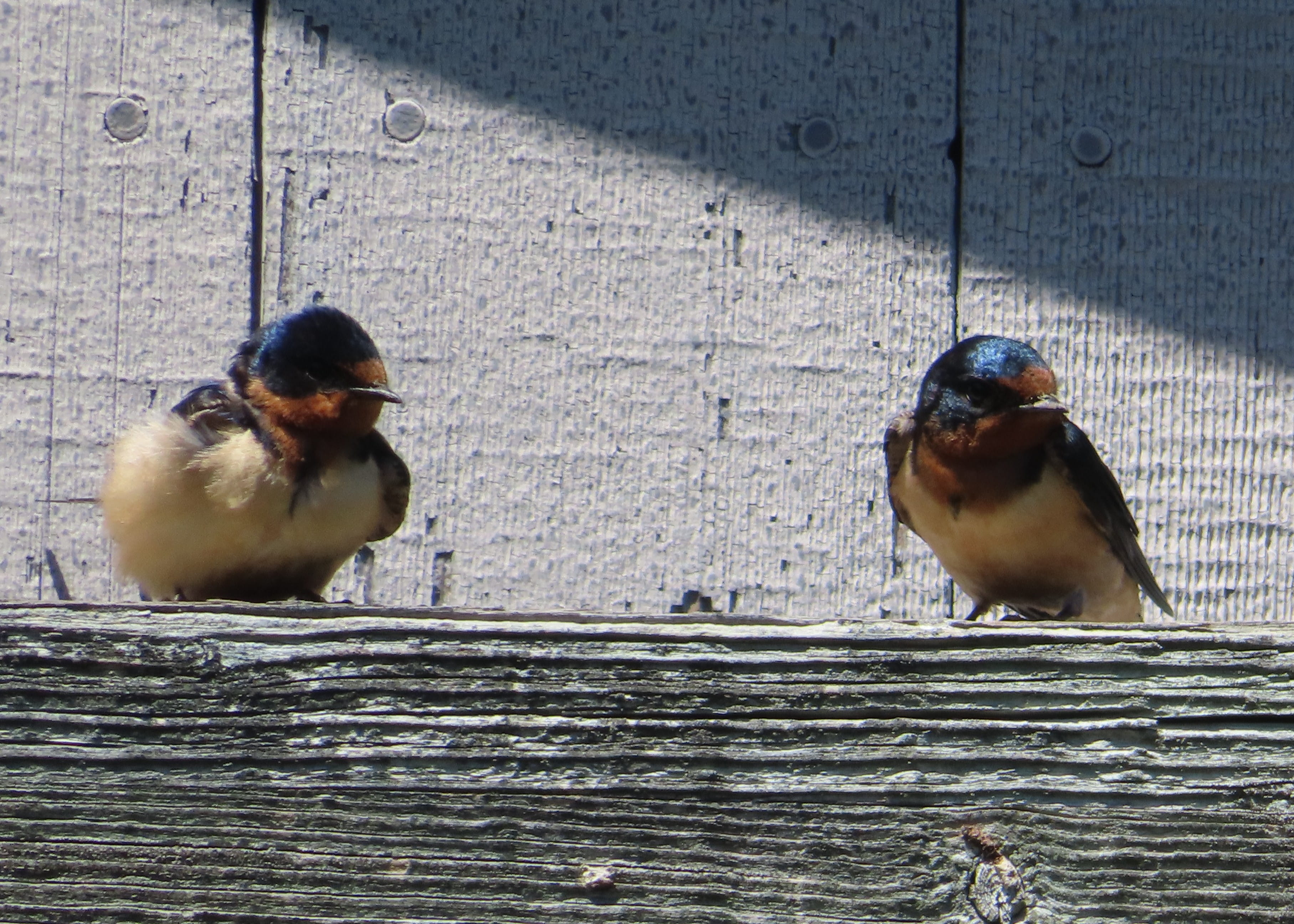 Barn Swallows