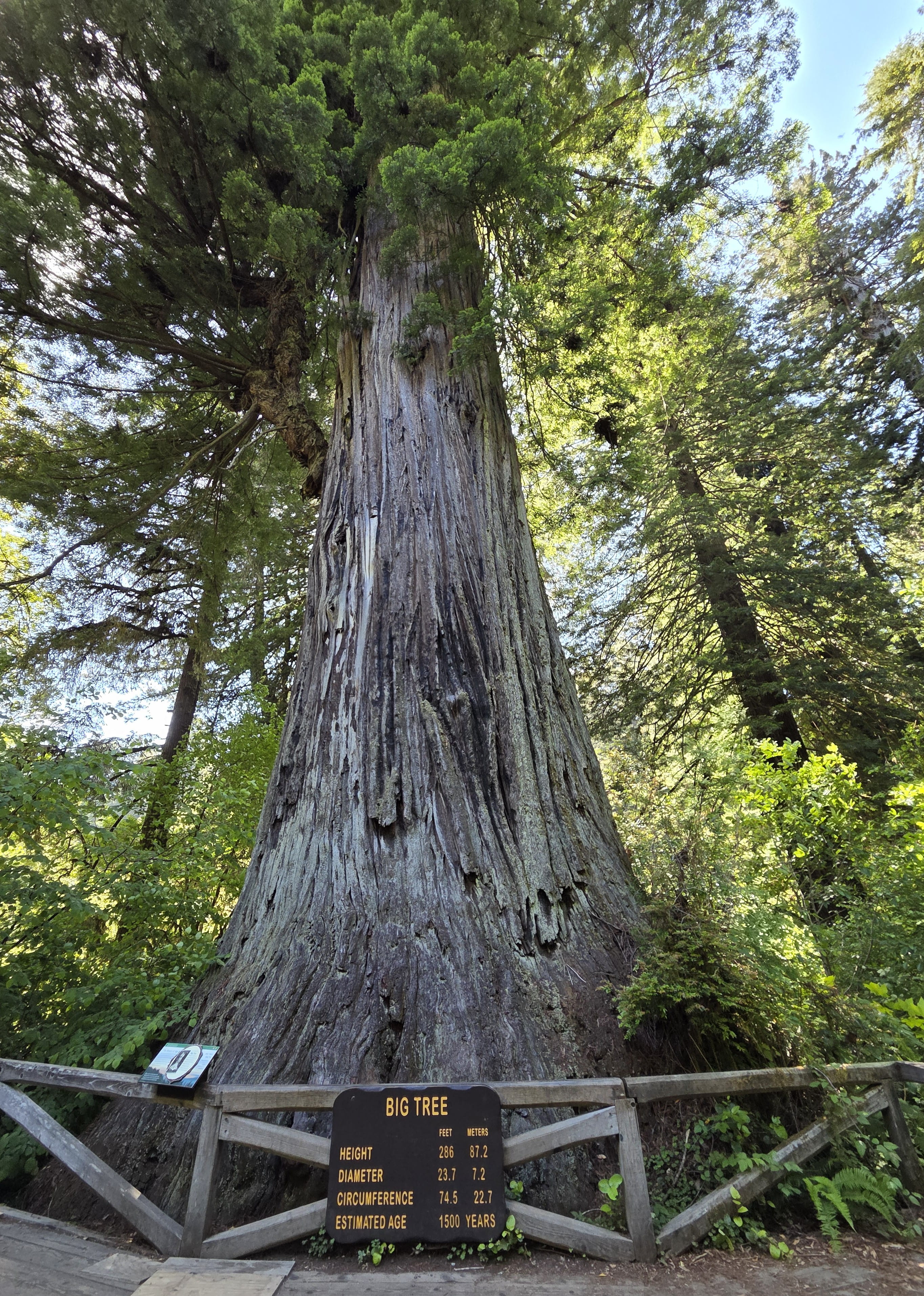 Big Tree