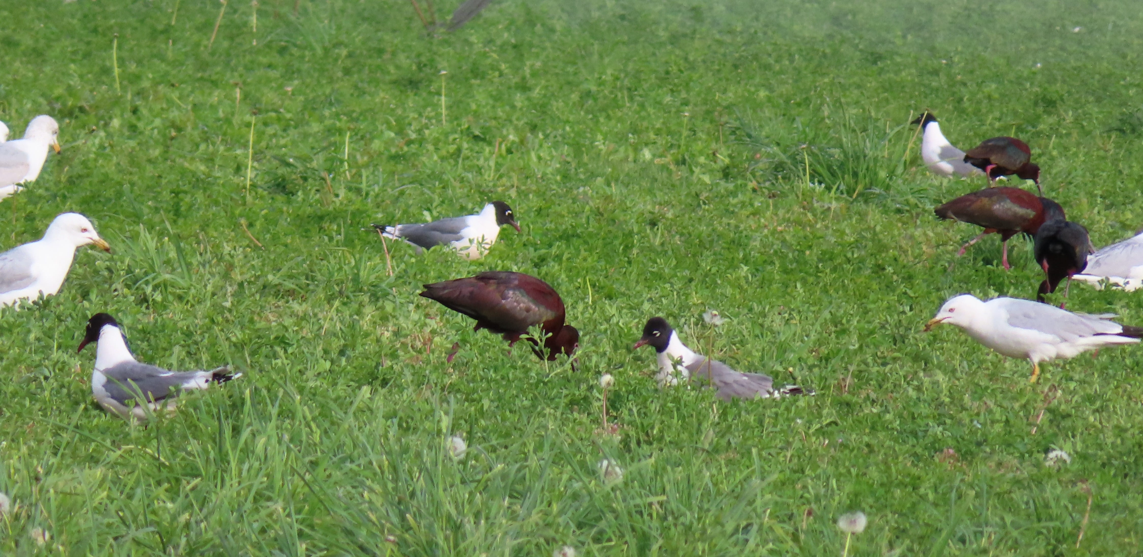 Gulls and Ibises