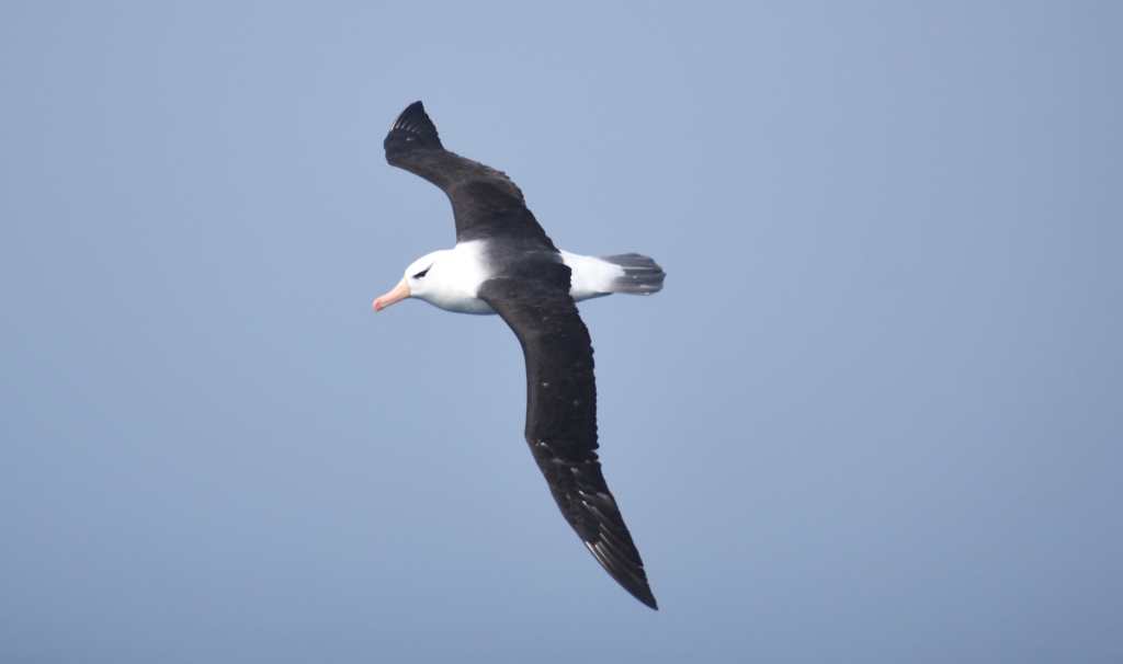 Black-Browed Albatross (courtesy of Sister)
