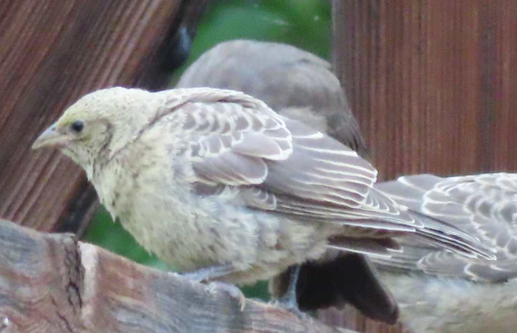Brown-Headed Cowbird